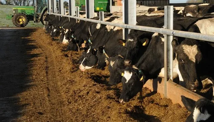Pre-calving feeding impacts on calf health - latest findings