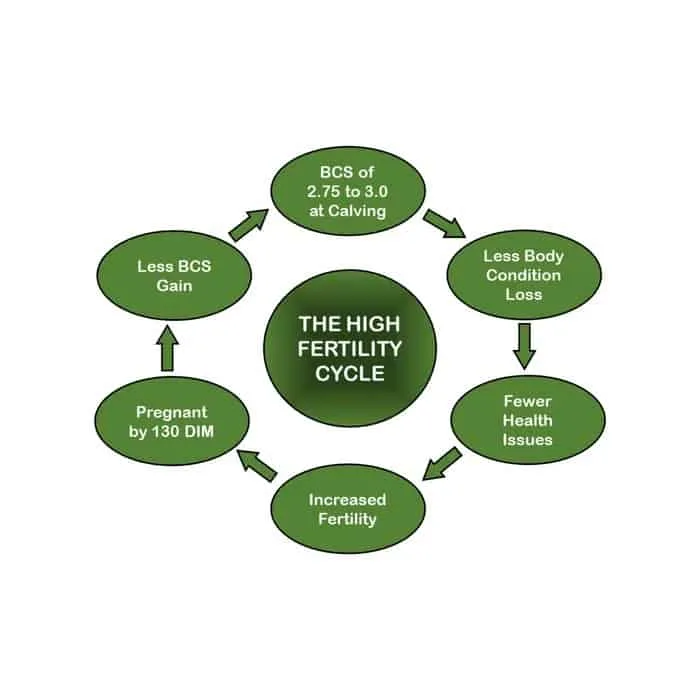 Simple Management Steps for a High Fertility Cycle in Your Dairy Herd1