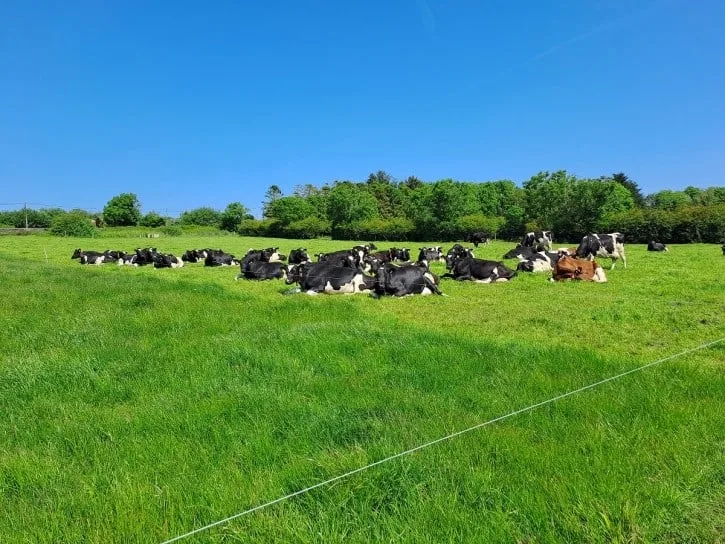 Grazing, genetics and feed How is Ireland tackling the methane emissions challenge in dairy cows