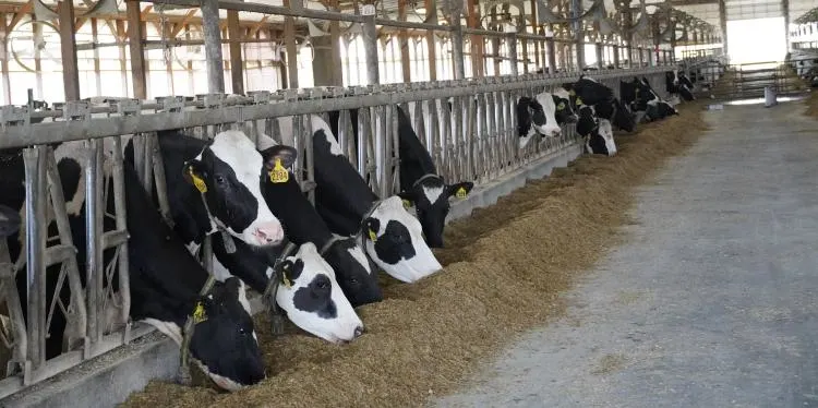 New York dairies hit milestone