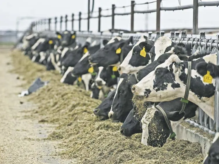 Holstein cows feed at a dairy in Idaho.