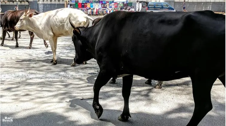 Dairies near landfills a serious threat to public health; relocate them Delhi High Court