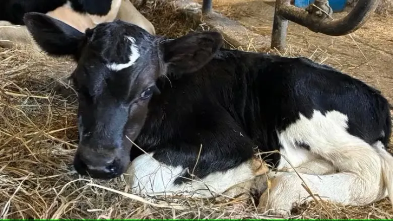 Dairy farm over the moon with calf's unique marking