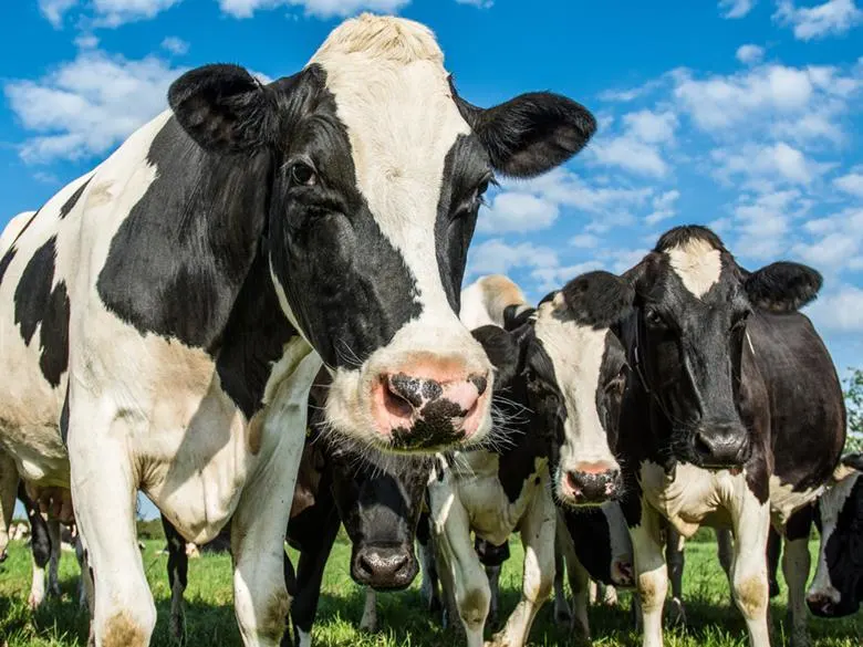 Dairy Roadmap lines up new commitments to help sector hit net zero