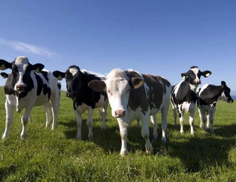 Dairy giants pledge to disclose methane emissions for first time