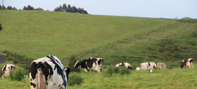 Better outlook for Tassie farmers