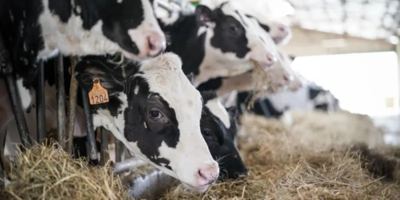 Lecheros advierten caída en la producción de leche y encarecimiento de insumos hasta el 100