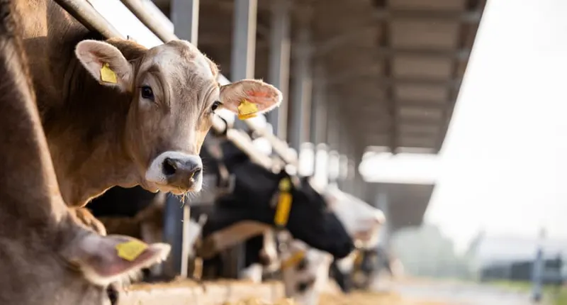 Dairy farmers must prepare for climate change