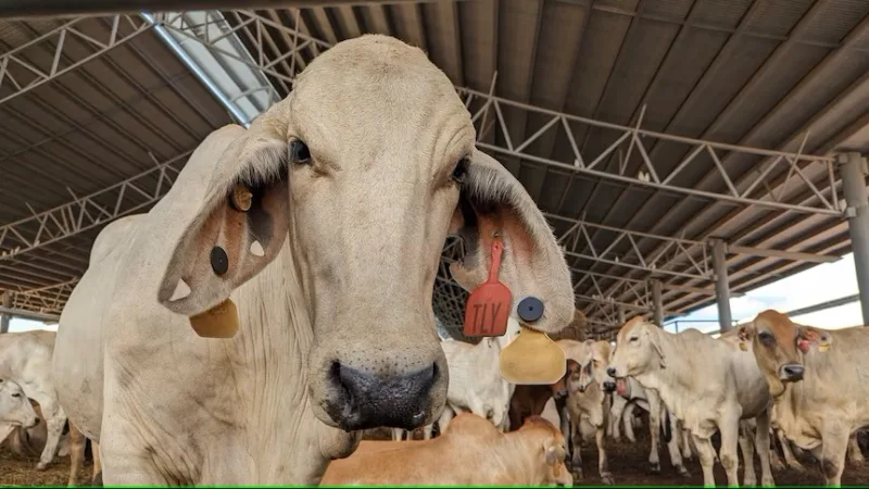 Strong evidence' suggests parasitic disease coccidiosis killed 150 Northern Territory cattle