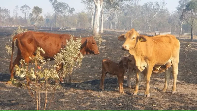 Queensland graziers told to sell cattle after bushfires as livestock feed dries up