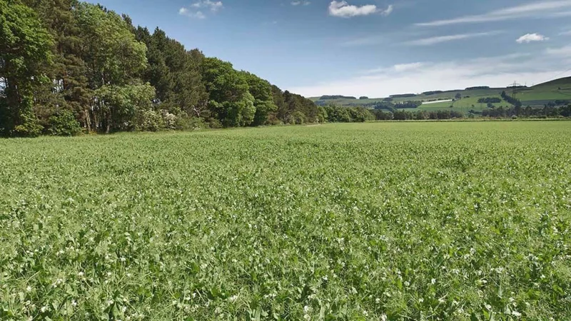 The growing cost of peas is about £102 per tonne of utilised dry matter.