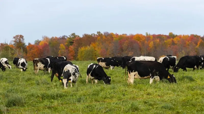 Genomics reduces dairy’s carbon footprint