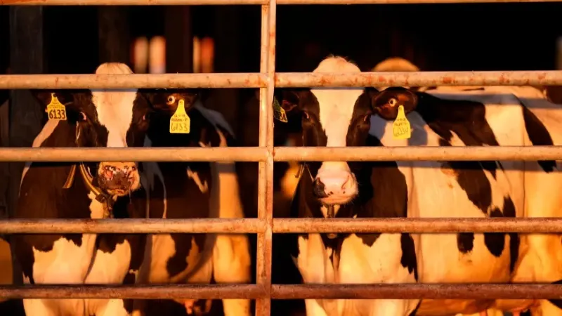 US pledges money and other aid to help track and contain bird flu on dairy farms