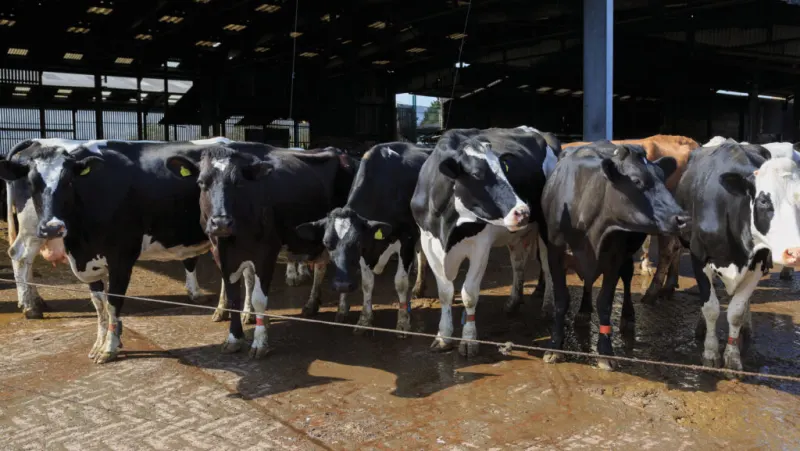 Why Gloucs dairy farmer is adopting longer-grass grazing