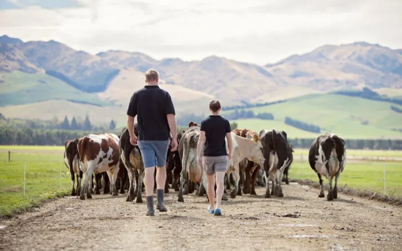 The domino effect of lameness management