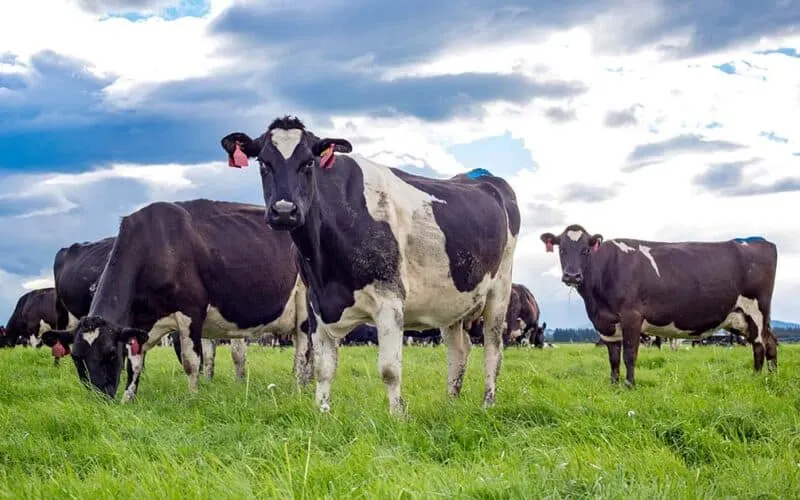 New Zealand dairy leads the way in low-carbon agriculture, but we can’t sit still.