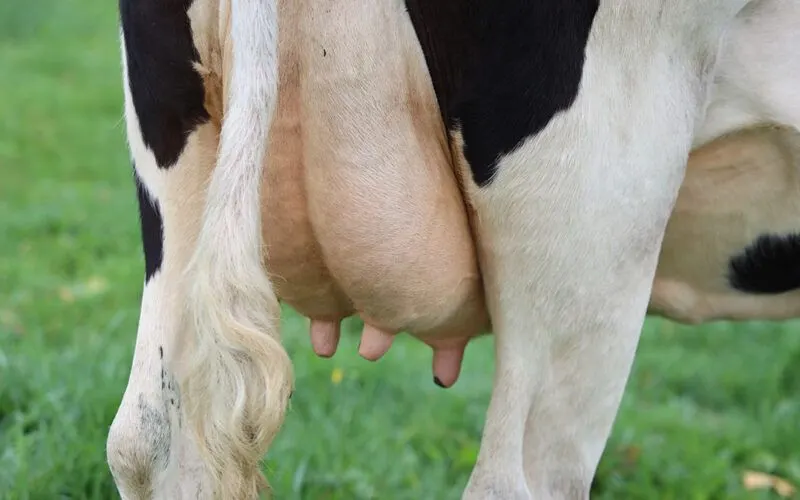 Cow