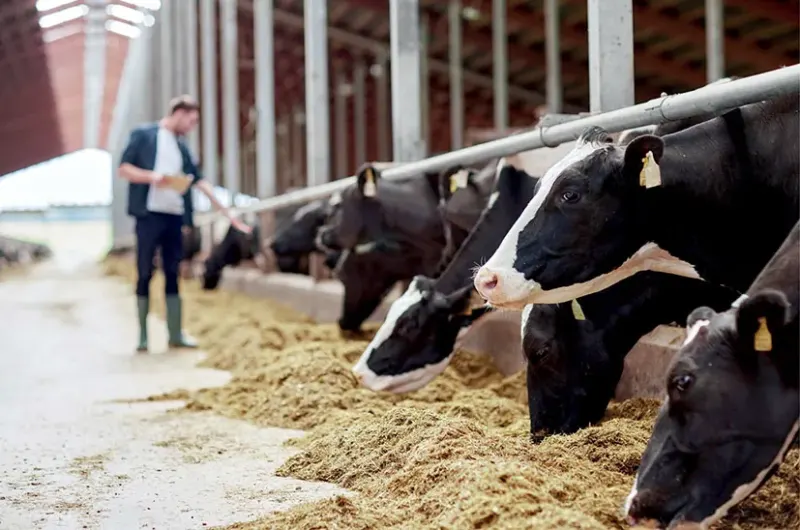 Healthy cows as the foundation of farm success