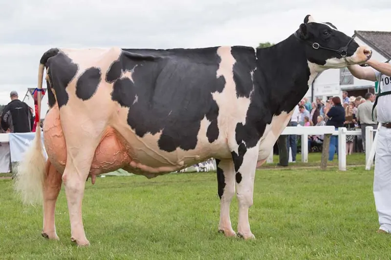 B.C. dairy farmers say, “Enough with the reports, fix the dikes already!”