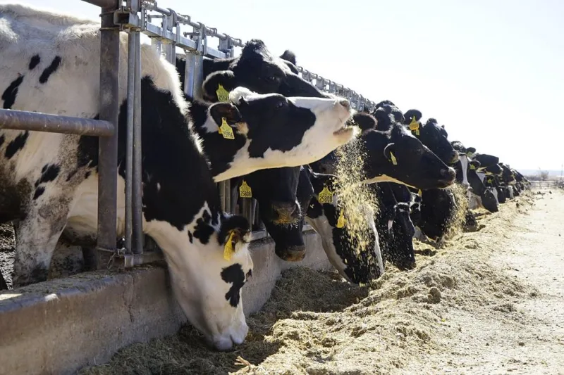 Moratorium needed on corporate farming, starting with mega-dairies