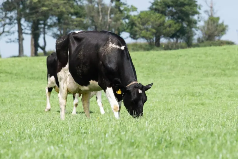 FDA. How to reduce risk of £330 head lameness in dairy cows