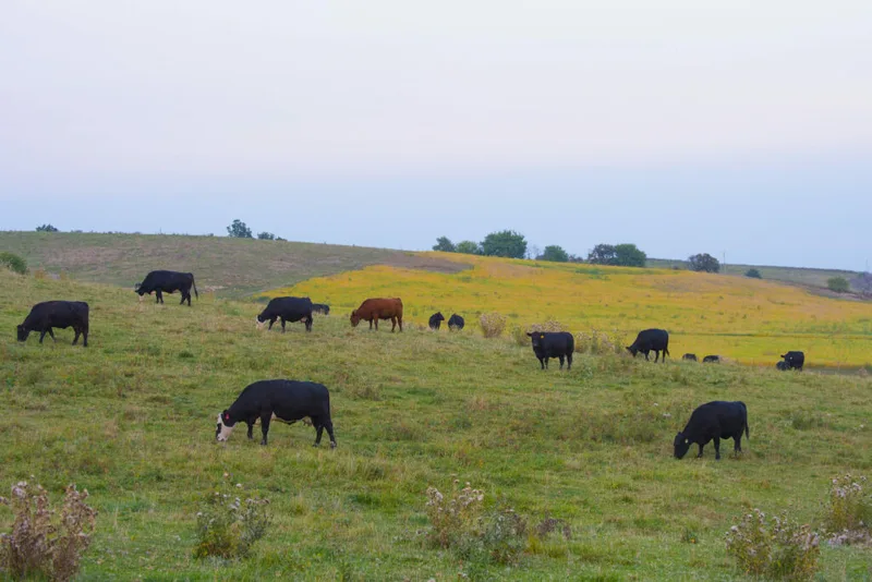 Virus found in Idaho cattle puts dairy production at risk