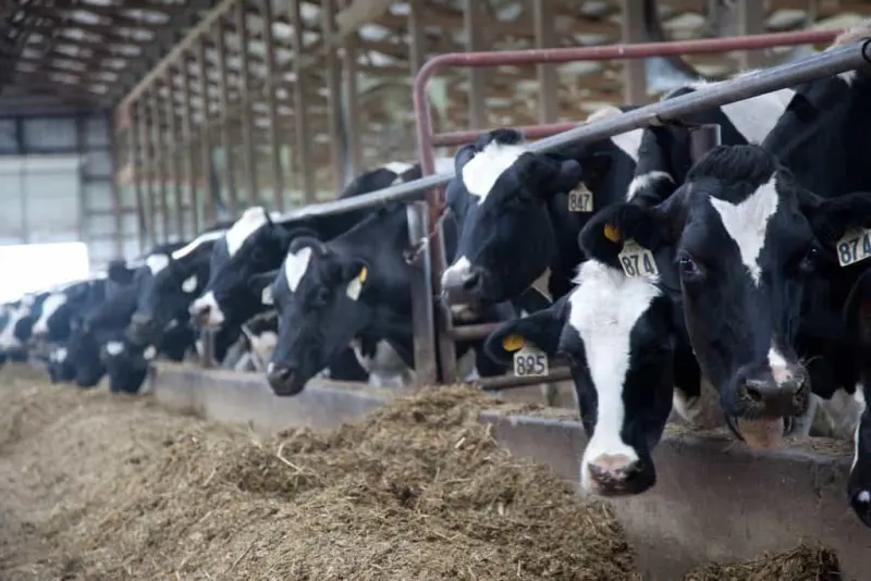 Nebraska celebrates June Dairy Month with over 60,000 dairy cows