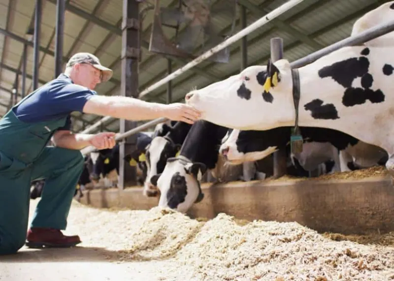 Simple And Sustainable Feeding Dairy Cows This One Ingredient Could Reduce Methane Emissions By Up To Half