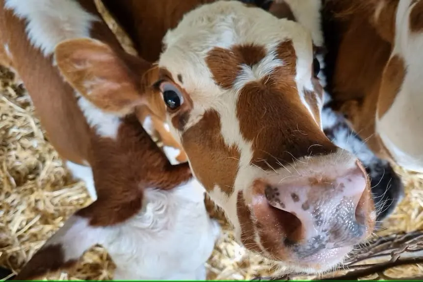 Fonterra Suppliers Council says an average dairy farmer in Tasmania faces a $270,000 income drop.