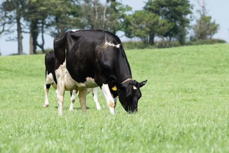 How to reduce risk of £330 head lameness in dairy cows