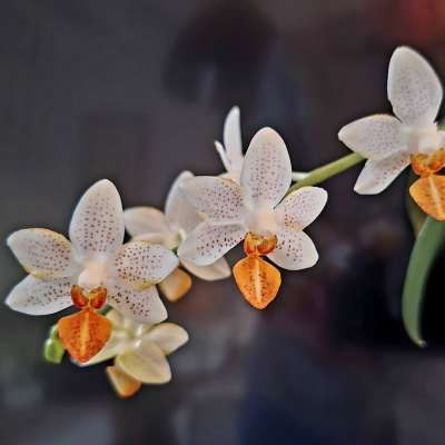 Bourse aux orchidées dans les serres liégeoises