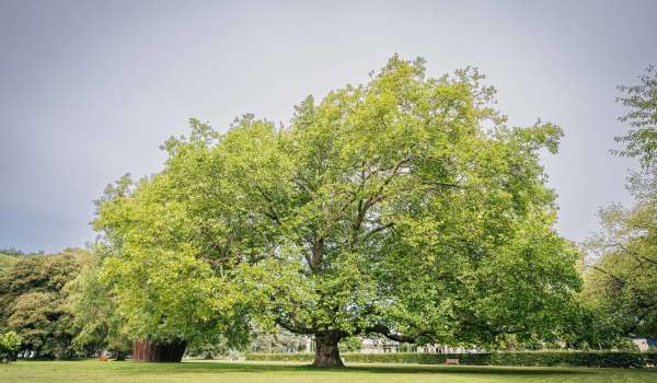 Appel aux votes pour l’arbre belge de l’année