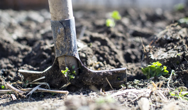 « Yes we plant »