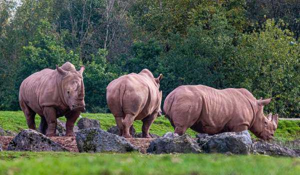 Un nouveau Liégeois d’une espèce rare