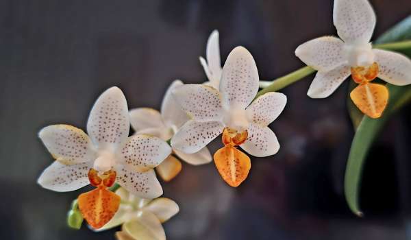 Bourse aux orchidées dans les serres liégeoises