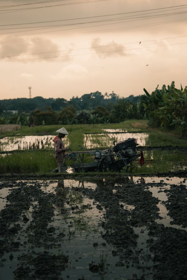 Bali farmer in conical hat plowing muddy rice paddy field with power tiller at golden hour, lush tropical background, Indonesia.