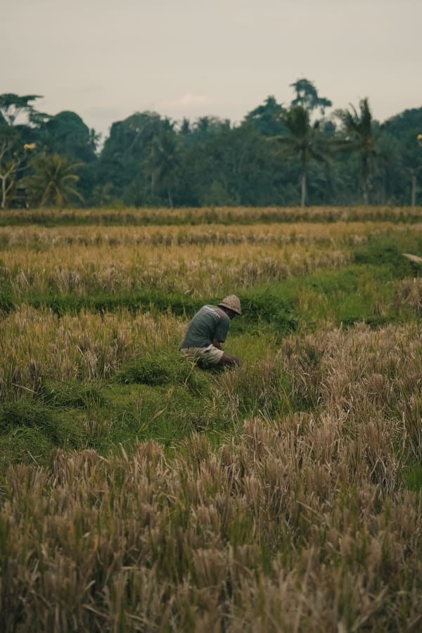 Balinese farmer in traditional hat harvesting rice in a golden-green field, lush jungle background, overcast Bali, Indonesia.