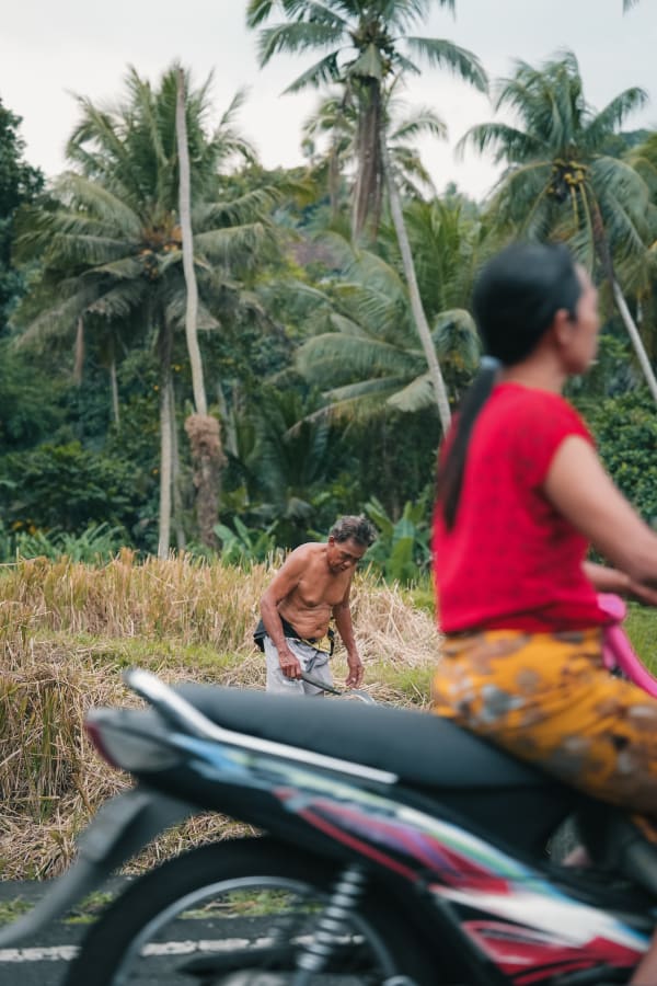 Elderly Balinese farmer in harvested rice field, traditional work, lush coconut palms, scooter foreground, Bali, Indonesia.