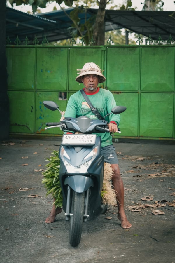 Balinese man on scooter, straw hat, green shirt, barefoot, carrying foliage. Green gate background, Bali, Indonesia street scene.