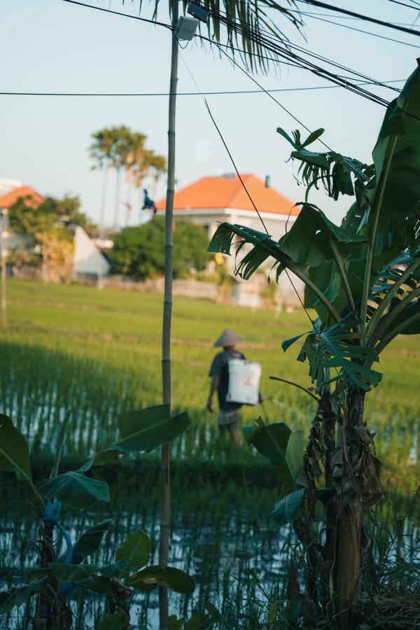Balinese farmer with conical hat spraying pesticide in lush green rice paddy field, banana plants foreground, orange roof house background, Bali, Indonesia