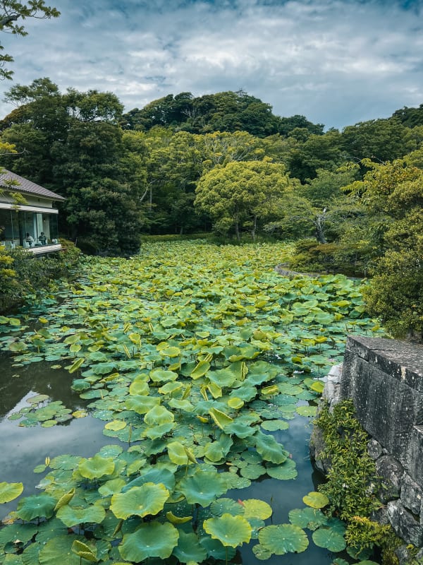 Kamakura, Japan, tranquil pond covered in vibrant green lotus leaves, lush trees, modern building with glass, cloudy sky.