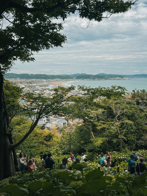Panoramic view of Kamakura city, Sagami Bay, and beach from a lush green hillside with visitors admiring flowers, Japan