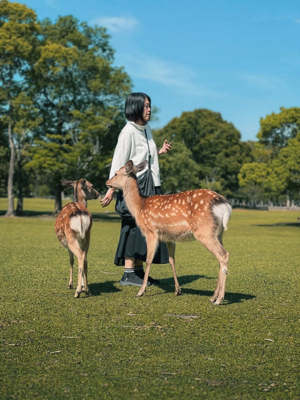 Woman standing with two dappled sika deer in Nara Park, Japan, on a sunny day. Bright green grass and lush trees under blue sky.