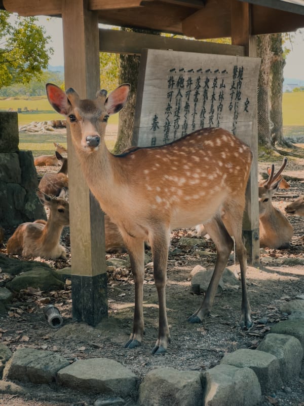 Sika deer standing under a wooden shrine structure in Nara Park, Japan, with other deer resting in dappled light.