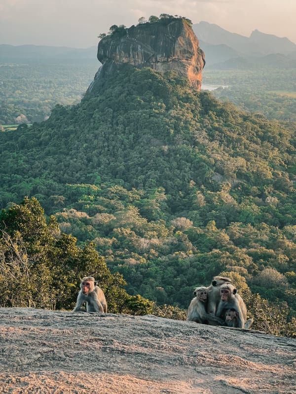 Golden light illuminates Sigiriya Rock Fortress over lush jungle, with toque macaques in foreground. Sri Lanka sunset.
