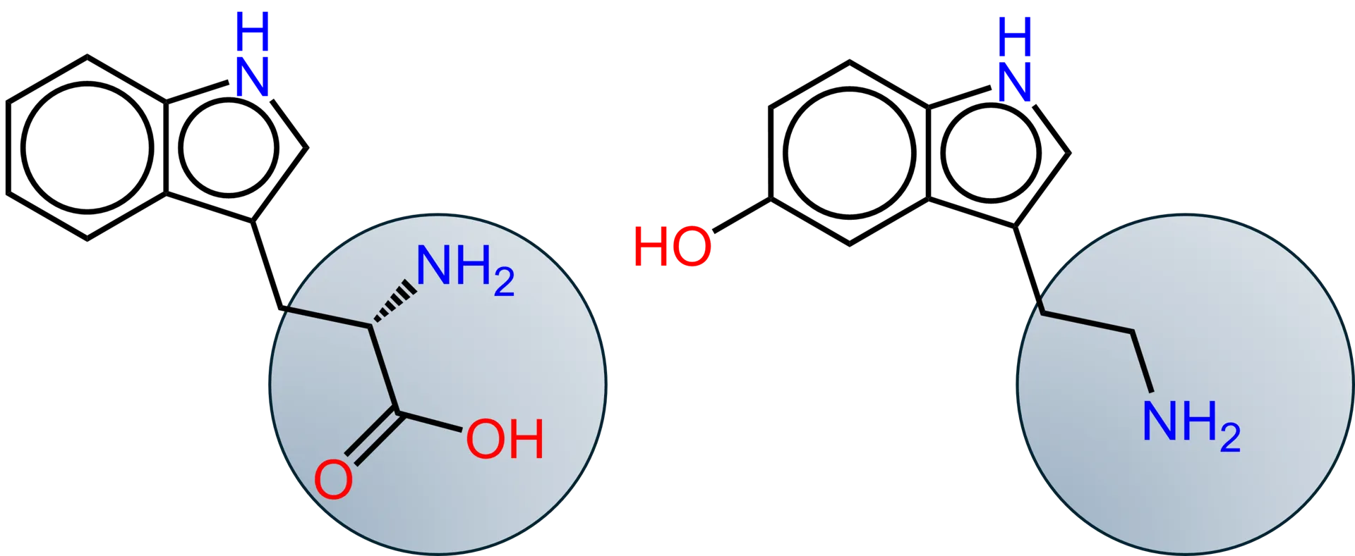 triptofano e serotonina