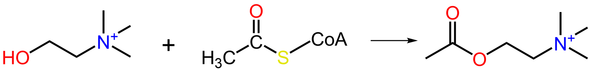 sintesi acetil colina