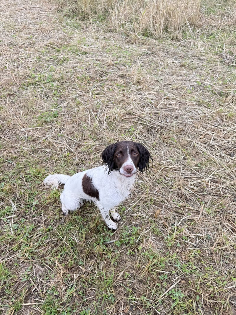 Fern finding her retrieve in the corn field