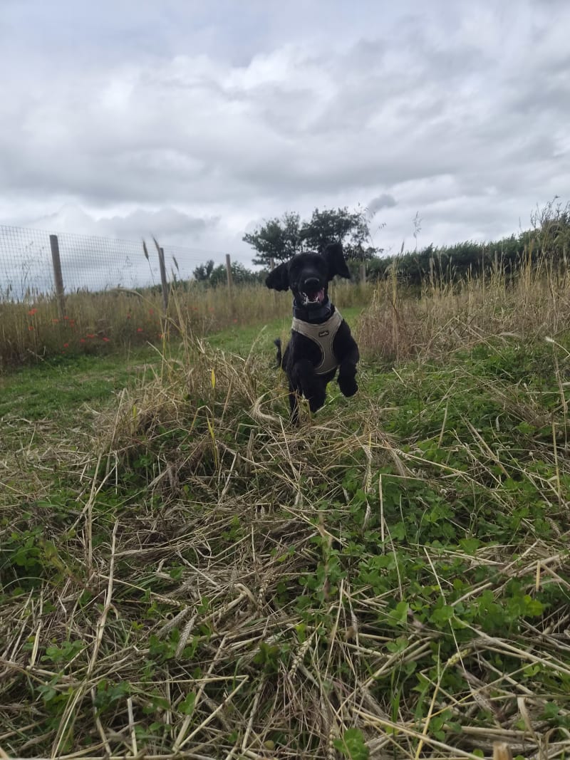 Sirius enjoying a run