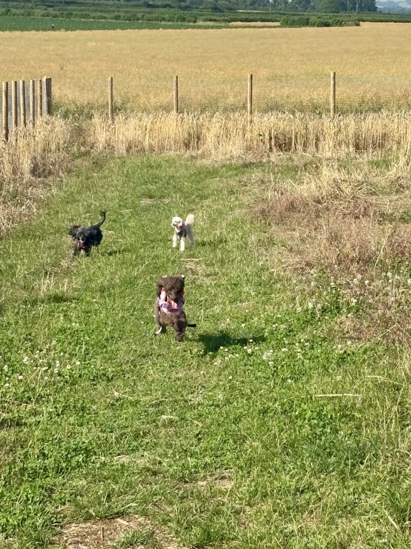 Oodles of poodles!